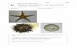 Phylum: Echinodermata Classes: sea stars …fvhe.vfu.cz/informace-o-fakulte/sekce-ustavy/ubchvzz/...Name, group 48 Sketch of a brittle star: Sea star Phylum: Echinodermata Classes: