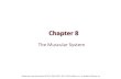 Chapter 8 The Muscular System - Linn–Benton …cf.linnbenton.edu/mathsci/bio/klockj/upload/Chapter_00… ·  · 2011-04-24Chapter 8 The Muscular System. Mosby items and derived