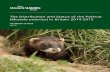 The Distribution and Status of the Polecat · The Distribution and Status of the Polecat ... 4.5.3 Raising awareness and promoting understanding ... • Polecats are maintaining their