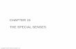 CHAPTER 15 THE SPECIAL SENSES - Warner Pacific …classpages.warnerpacific.edu/bdupriest/BIO 221/Chapter 15 Special... · CHAPTER 15 THE SPECIAL SENSES . ... Quiz Q4: Which nerve