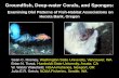 Groundfishes, Deep-sea Corals, and Sponges: ?? Weak: Gulf of Maine (Auster, 2005), southern California (Tissot et al., 2005) Diel Changes in Habitat Use • Many deepwater demersal