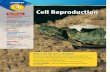 Cell Reproduction - Amphitheater Public Schools / … · SECTION 1 Cell Division and Mitosis ... 98A A CHAPTER 4 Cell Reproduction Apply It! ... The Cell Cycle A living organism has