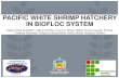 PACIFIC WHITE SHRIMP HATCHERY IN BIOFLOC SYSTEM · PACIFIC WHITE SHRIMP HATCHERY IN BIOFLOC SYSTEM ... Shrimp hatchery in . Biofloc System ... Introduction. Objective.