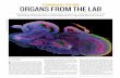 TCHNOLOG AT ORGANS FROM THE LAB - Home | … · ORGANS FROM THE LAB ... But without cues provided by blood flow and interactions with other tissues, the ... Perfusion by continu-