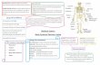 Skeletal System ody Systems Revision Guide - Saint Paul's ... · Skeletal System ody Systems Revision ... 5 Functions of the Skeleton Movement Support ... Reduced lung function and