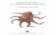 CEPHALOPODS IN GREENLAND WATERS A FIELD GUIDE · CEPHALOPODS IN GREENLAND WATERS A FIELD GUIDE 3 by Rikke Petri Frandsen Greenland Institute of Natural Resources and Karsten Zumholz