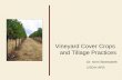 Vineyard Cover Crops and Tillage Practices · Vineyard Cover Crops and Tillage Practices. Dr. Kerri Steenwerth. ... • Reductions in dust generation . ... produced due to soil management
