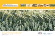 Combinable Crops and Sugar Beet Standards - Fengrain · 5 Red Tractor Assurance for Farms – Combinable Crops and Sugar Beet Standards © Assured Food Standards 2014 STANDARDS HOW