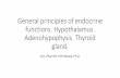 General principles of endocrine functions. Hypothalamus. Adenohypophysis. Thyroid gland.€¦ ·  · 2016-11-30General principles of endocrine functions. Hypothalamus. Adenohypophysis.