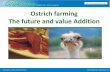 Commercial Ostrich Farming - Sindh Board of Investment. Raja Tahir Latif.pdf · In 2010 Federal Secretary Declared as Livestock. Recently Punjab Cabinet declared as Livestock . Most