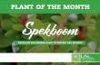plant of the month Spekboom - Life is a Garden · plant of the month Spekboom EXCELLENT SOIL BINDING PLANT TO PREVENT SOIL EROSION