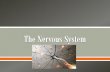 The Nervous System - Mercer County Community …behrensb/documents/TheNervousSystem_000.pdfo Conducts afferent impulses from the periphery to the spinal cord o The dendrite is in the