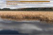 Cover: Cattail marsh (Palustrine emergent wetland ... Cattail marsh (Palustrine emergent wetland, semipermanently flooded. (Ralph Tiner photo)