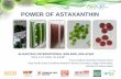 POWER OF ASTAXANTHIN · POWER OF ASTAXANTHIN ALGAETECH INTERNATIONAL SDN BHD, MALAYSIA ... Astaxanthin is principally consumed by the salmon feed industry. The annual