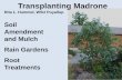 Transplanting Madrone - PPO Site | Washington State …€¢Arbutus unedo, Strawberry tree •Chionanthus virginicus, Fringe tree •Cornus sericea, Redosier dogwood •Chamaecyparis