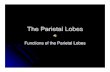 The Parietal Lobes - La Salle College High School - Home · the parietal lobes often ... create significant changes in personality. People who have left parietal lobe ... This presentation