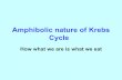 Amphibolic nature of Krebs Cycle - Barbados Underground · • The KREBS CYCLE or citric acid cycle is a series of reactions that degrades acetyl CoA to yield carbon dioxide, and