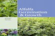 Alfalfa Germinoain t & Growth - Welcome to the National ... · 1 Contents Basics of alfalfa growth will help producers create 2 The seed 3 Germination and emergence 4 Seedling growth