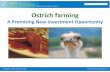 A Promising New Investment Opportunity - Sindh Board Of ... Farming A...Ostrich farming in Pakistan Pakistan Ostrich company is founder and pioneer in Pakistan With Single handed efforts