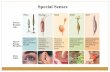 Special Senses - Riverside City Collegewebsites.rcc.edu/.../files/2016/08/Orientation-to-Special-Senses.pdf · General Senses Involve the action of receptors throughout the body Somatic
