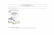 Molecular Biology Chapter 10: DNA Replication Worksheet …10+DNA... · 1 Molecular Biology Chapter 10: DNA Replication Worksheet I. DNA Structure Things to keep in mind: • how