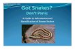 A Guide to Information and Identification of Kansas of 39 Kansas Snakes 1. Bull snakeor Gopher 2. Western rat snake 3. Great plains rat snake 4. Coach whip 5. Eastern hognose snake