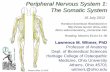Peripheral Nervous System 1: The Somatic System · Peripheral Nervous System 1: The Somatic System ... Myotome: mass of muscle ... • Weakness in flexion of