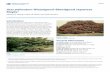Acer palmatum ‘Bloodgood’ Bloodgood Japanese Mapleedis.ifas.ufl.edu/pdffiles/FP/FP00900.pdf · Acer palmatum ‘Bloodgood’ Bloodgood Japanese ... Uses: border; near a deck or