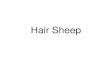 Hair Sheep - Tarleton State University Sheep •Excellent breed ... skin is essential and is the only prescription concerning color. ... •Predominant color is red to cream, but white