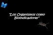“Los Organismos como Bioindicadores” · Hipótesis de Disturbios de Connell (1978). • Especies Bioindicadoras: Se determinó que el ensamble de especies de