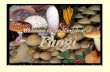 FUNGI - St. Joseph Catholic School · –KINGDOM FUNGI •General characteristics –Eukaryotic ... FUNGI •Common molds ... Structure of Mushroom
