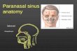 Paranasal sinus anatomy - Det Nationale …/media/Praesentationer/WD-Michael... · Paranasal sinus anatomy Sphenoid Nasopharynx. Respiratory mucosa ... of Paranasal Sinuses. Michael