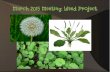 March 2015 Meeting: Weed Project - hpagc.ca · Creeping Buttercup Ranunculus repens ... eruption! 2 types of stems ... – Soak the soil around the plants, slide trowel underneath