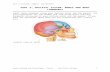LESSON PLAN Sheet 1 - WKC Anatomy and Physiologywkcanatomyphysiology.weebly.com/.../bone_diagrams.docx · Web viewHuman Anatomy and PhysiologyJ. Taylor Red River College1 PART 2: