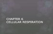 CHAPTER 9 – CELLULAR RESPIRATION - North … Respiration Overview Cellular Respiration – the process that releases energy by breaking down food molecules in the presence of oxygen.