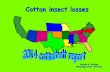 Cotton insect pests - WordPress.com… ·  · 2015-01-21Southeastern States Insect losses for 2014 –2.64% Insect Management Costs - $56.60 Cost + Loss - $79.71 M R Williams