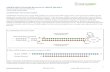 shERWOOD UltramiR Retroviral shRNA (pLMN) - … · 1 866-833-0712 support@transomic.com shERWOOD UltramiR Retroviral shRNA (pLMN) Bacterial glycerol stock format TRHSU2000, TRMSU2000
