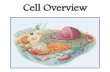Cell Overview - doctor2017.jumedicine.comdoctor2017.jumedicine.com/.../sites/7/2018/01/Cell-Overview.pdf · Cell Overview . PARTS OF A CELL ... Cell Membrane Permeability and Membrane