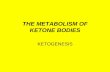 THE METABOLISM OF KETONE BODIES - Barbados … · THE METABOLISM OF KETONE BODIES ... indirectly metabolize fatty acids as ketone bodies. ... adipose tissue and ketone synthesis in