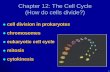 Chapter 12: The Cell Cycle (How do cells divide?) - Auburn … ·  · 2014-09-25Chapter 12: The Cell Cycle (How do cells divide?) cell division in prokaryotes chromosomes eukaryotic