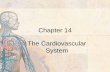 Chapter 14 The Cardiovascular System - Cengage Learning · Chapter 14 The Cardiovascular System ©2006 by Thomson Delmar Learning, a part of the Thomson ... Delmar’s Fundamentals