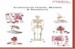 Anatomical Charts, Models & Skeletons - implox · Anatomical Charts, Models & Skeletons index ... anatomy of the human heart in great detail plus a removable section of the oesophagus