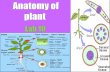 Roots Stems Leaves - KSU Facultyfac.ksu.edu.sa/sites/default/files/anatomy_of_plant-mdl_mml_10.pdf · lateral root leaf primordium Plant Organs Plant Tissues ... Cross section of