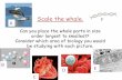 Scale the whale. F A - The Hemel Hempstead School€¦ ·  · 2017-06-27Scale the whale. Can you place the whale parts in size ... Core Practical's •18 over 2 years (Not the only