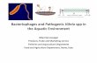 Bacteriophages and Pathogenic Vibrio spp in the Aquatic ... · Bacteriophages and Pathogenic Vibrio spp in ... positively correlated with the isolation of vibriophages ... APPLICATION