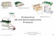 Proteomics 2D Gel Electrophoresis - STLCC.edu · Precision temperature control with a Peltier-cooled platform ensures reproducible focusing and an ... Proteomics 2D Gel Electrophoresis