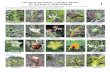 667 Plantas de Pocinhos-page 1 - Field Guidesfieldguides.fieldmuseum.org/sites/default/files/rapid... ·  · 2015-03-3017 Jatropha mollissima EUPHORBIACEAE 18 Jatropha mollissima