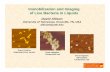 Immobilization and Imaging of Live Bacteria in Liquids · Immobilization and Imaging of Live Bacteria in Liquids ... From: Principles of Biochemistry, Horton, Moran, Ochs, Rawn, Scrimegour