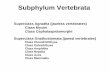 Subphylum Vertebrata - FSU - Biological Sciencebsc2011l/sp_05_doc/protista_4-15-05.pdf · Subphylum Vertebrata Superclass Agnatha (jawless vertebrates) Class Myxini Class Cephalaspidomorphi