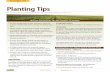 PLANTING TIPS Planting Tips - Tri-State Seed guide.pdf · PLANTING TIPS. Planting Tips ... other row with peas, the approximate seeding rate is ... 60-cell Small Milo plate, 3”